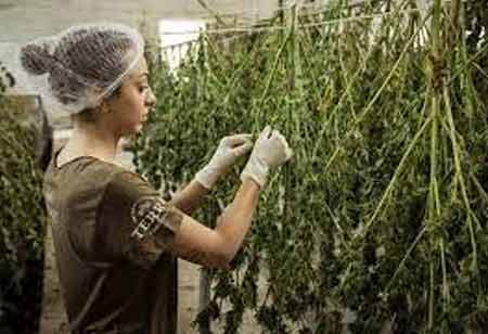 The Strategic Importance of Supply Chains in Cannabis Operations